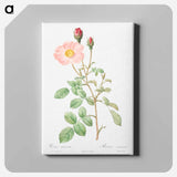 アートパネル-Musk Rose - ピエール ジョゼフ ルドゥーテ Canvas.