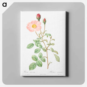 アートパネル-Musk Rose - ピエール ジョゼフ ルドゥーテ Canvas.