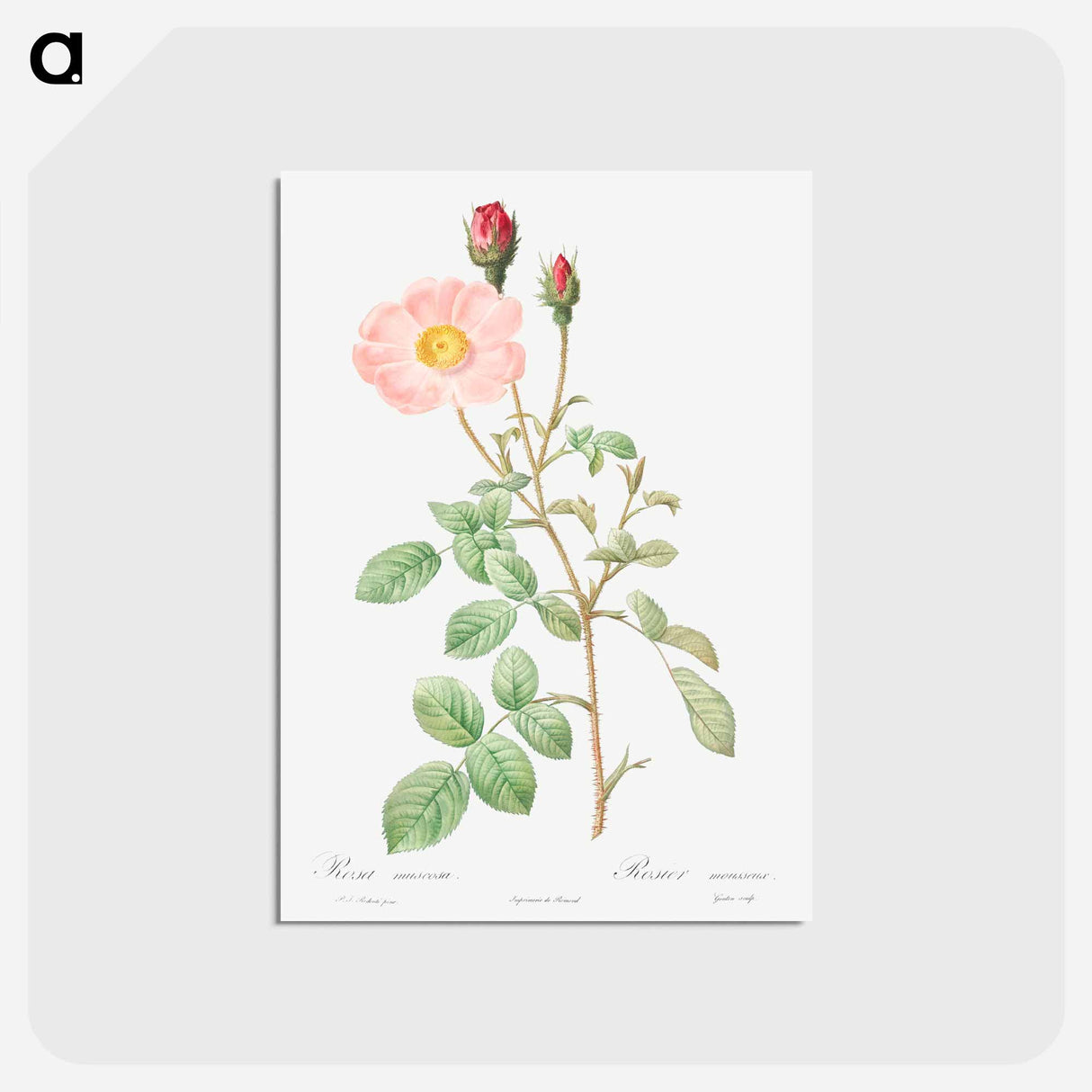 アートポストカード-Musk Rose - ピエール ジョゼフ ルドゥーテ Postcard.