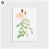アートポストカード-Musk Rose - ピエール ジョゼフ ルドゥーテ Postcard.