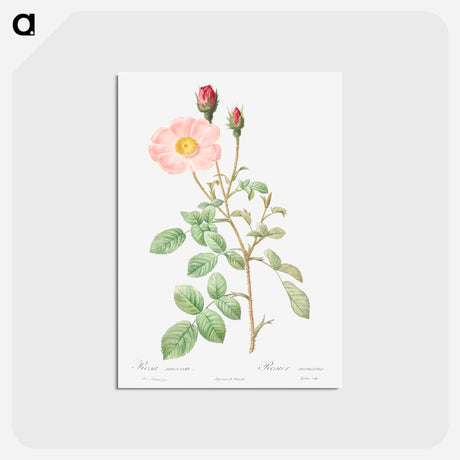 アートポストカード-Musk Rose - ピエール ジョゼフ ルドゥーテ Postcard.