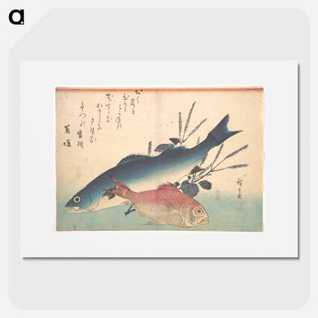 アートポスター-Suzuki and Kinmedai Fish from the series Uozukushi (Every Variety of Fish)
 - 歌川 広重 Poster.