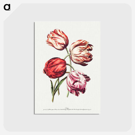 アートポストカード-Natural Flowers in Outlines
 - クリーブランド美術館 Postcard.