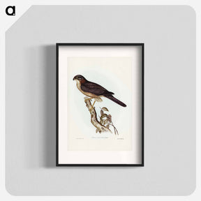 アートポスター-West Australian Goshawk
 - ジョン グールド Poster.