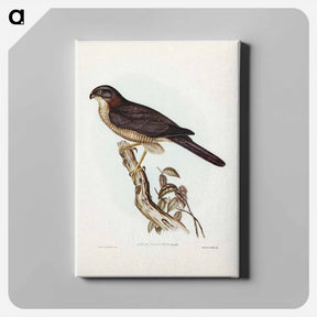 アートパネル-West Australian Goshawk
 - ジョン グールド Canvas.