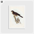 アートポストカード-West Australian Goshawk
 - ジョン グールド Postcard.