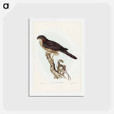 アートポストカード-West Australian Goshawk
 - ジョン グールド Postcard.