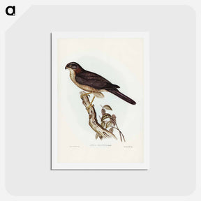 アートポストカード-West Australian Goshawk
 - ジョン グールド Postcard.