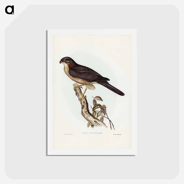 アートポストカード-West Australian Goshawk
 - ジョン グールド Postcard.