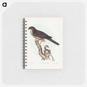 アートメモ帳-West Australian Goshawk
 - ジョン グールド Memo.