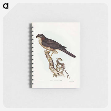 West Australian Goshawk
 - ジョン グールド Memo.