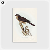 アートポストカード-West Australian Goshawk
 - ジョン グールド Postcard.