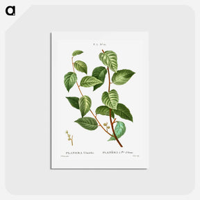 アートポストカード-Planer tree - ピエール ジョゼフ ルドゥーテ Postcard.