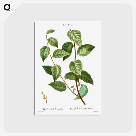 アートポストカード-Planer tree - ピエール ジョゼフ ルドゥーテ Postcard.