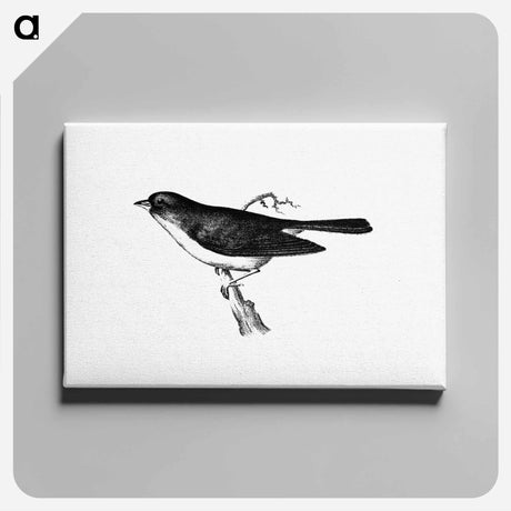 アートパネル-Dark-Eyed Junco
 - 大英図書館 Canvas.