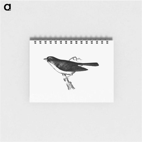 アートメモ帳-Dark-Eyed Junco
 - 大英図書館 Memo.