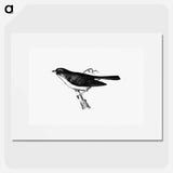 アートポスター-Dark-Eyed Junco
 - 大英図書館 Poster.