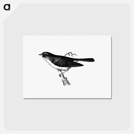 アートポストカード-Dark-Eyed Junco
 - 大英図書館 Postcard.