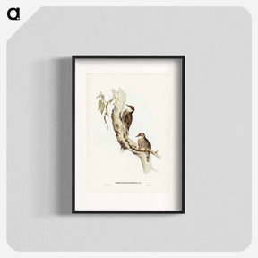 アートポスター-Red-eyebrowed Tree-Creeper
 - ジョン グールド Poster.