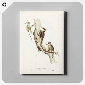 アートパネル-Red-eyebrowed Tree-Creeper
 - ジョン グールド Canvas.