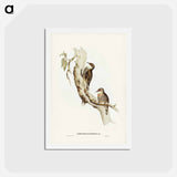 アートポストカード-Red-eyebrowed Tree-Creeper
 - ジョン グールド Postcard.