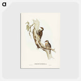 アートポストカード-Red-eyebrowed Tree-Creeper
 - ジョン グールド Postcard.