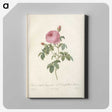 8-14_Pierre-Joseph-Redoute_canvas