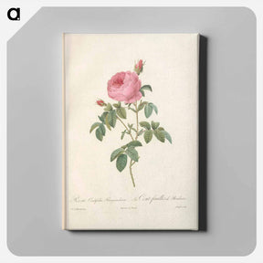 アートパネル-Rose illustration - ピエール ジョゼフ ルドゥーテ Canvas.