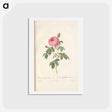 アートポストカード-Rose illustration - ピエール ジョゼフ ルドゥーテ Postcard.