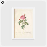 アートポストカード-Rose illustration - ピエール ジョゼフ ルドゥーテ Postcard.