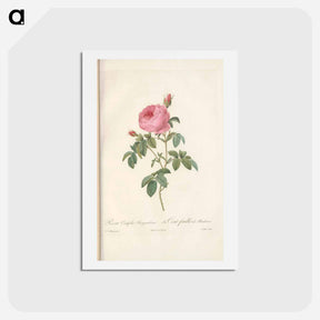 アートポストカード-Rose illustration - ピエール ジョゼフ ルドゥーテ Postcard.