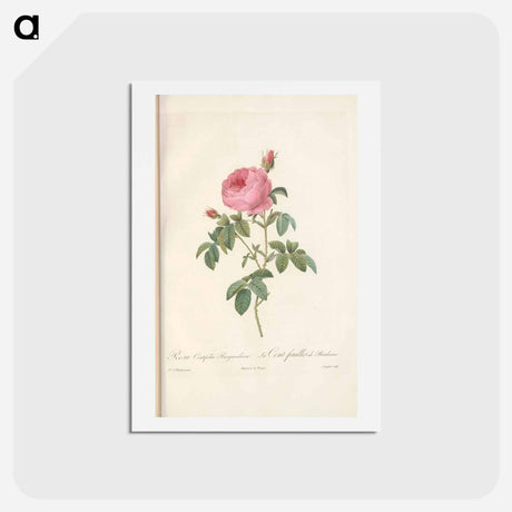 アートポストカード-Rose illustration - ピエール ジョゼフ ルドゥーテ Postcard.
