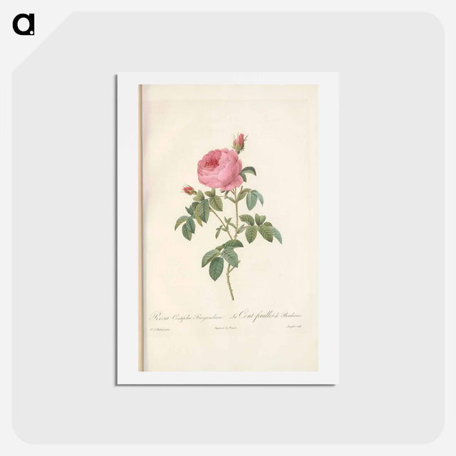 アートポストカード-Rose illustration - ピエール ジョゼフ ルドゥーテ Postcard.