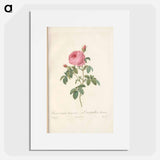 Rose illustration - Pierre Joseph Redouté Poster.