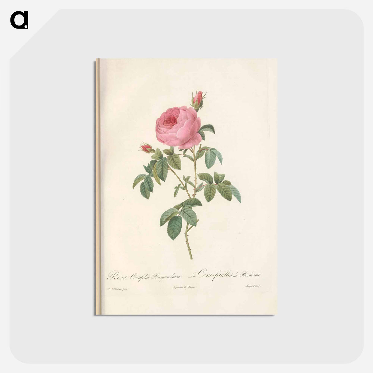 アートポストカード-Rose illustration - ピエール ジョゼフ ルドゥーテ Postcard.