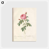 アートポストカード-Rose illustration - ピエール ジョゼフ ルドゥーテ Postcard.