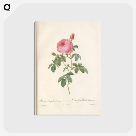 アートポストカード-Rose illustration - ピエール ジョゼフ ルドゥーテ Postcard.