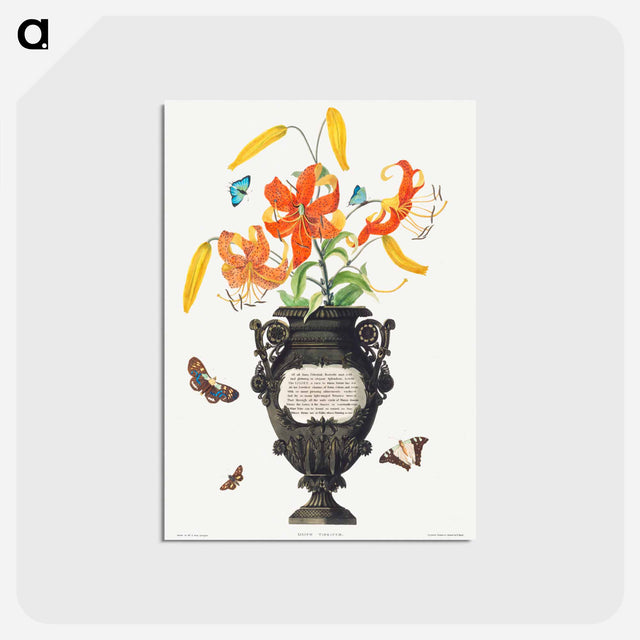 アートポストカード-Tiger Lily
 - クリーブランド美術館 Postcard.