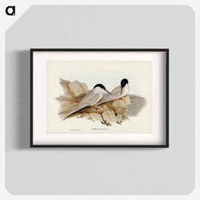 アートポスター-Graceful Tern
 - ジョン グールド Poster.