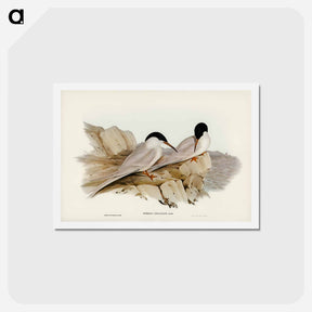 アートポストカード-Graceful Tern
 - ジョン グールド Postcard.