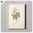 アートパネル-Rose illustration - ピエール ジョゼフ ルドゥーテ Canvas.