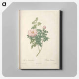 アートパネル-Rose illustration - ピエール ジョゼフ ルドゥーテ Canvas.