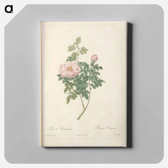 アートパネル-Rose illustration - ピエール ジョゼフ ルドゥーテ Canvas.