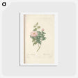 アートポストカード-Rose illustration - ピエール ジョゼフ ルドゥーテ Postcard.