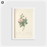 アートポストカード-Rose illustration - ピエール ジョゼフ ルドゥーテ Postcard.