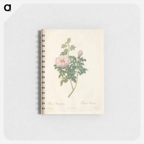 アートメモ帳-Rose illustration - ピエール ジョゼフ ルドゥーテ Memo.