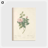 アートポストカード-Rose illustration - ピエール ジョゼフ ルドゥーテ Postcard.