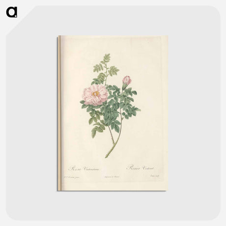 アートポストカード-Rose illustration - ピエール ジョゼフ ルドゥーテ Postcard.