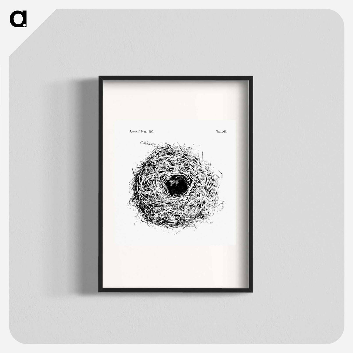 アートポスター-Nest and Eggs from Travel And Research In Algeria - 大英図書館 Poster.