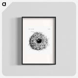 アートポスター-Nest and Eggs from Travel And Research In Algeria - 大英図書館 Poster.